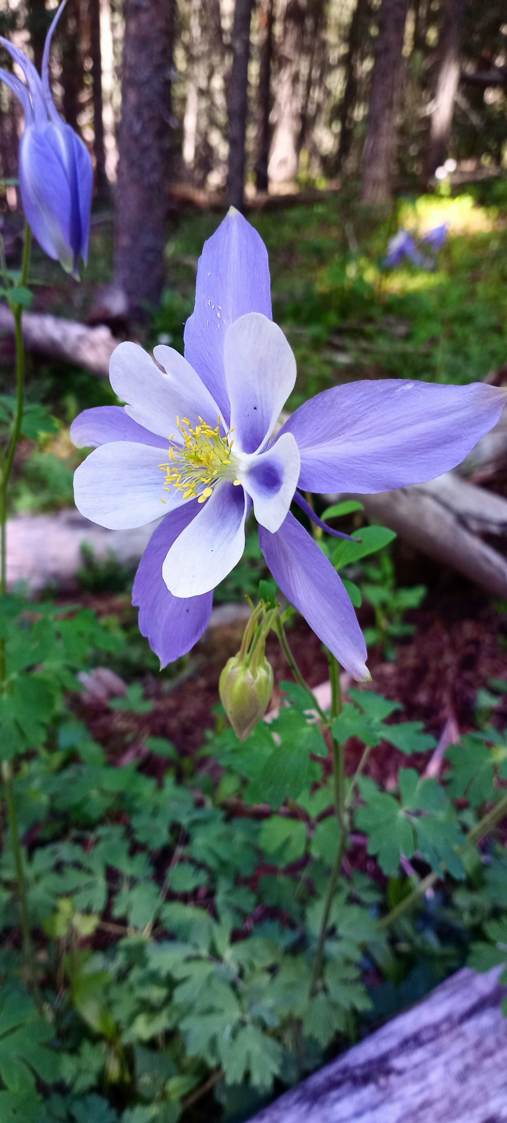 a purple flower with green leaves