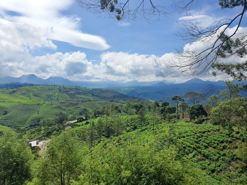 a landscape with trees and mountains in the background