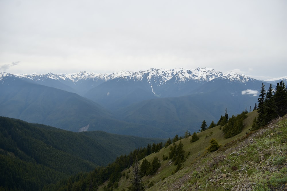 Un paysage avec des arbres et des montagnes à l’arrière