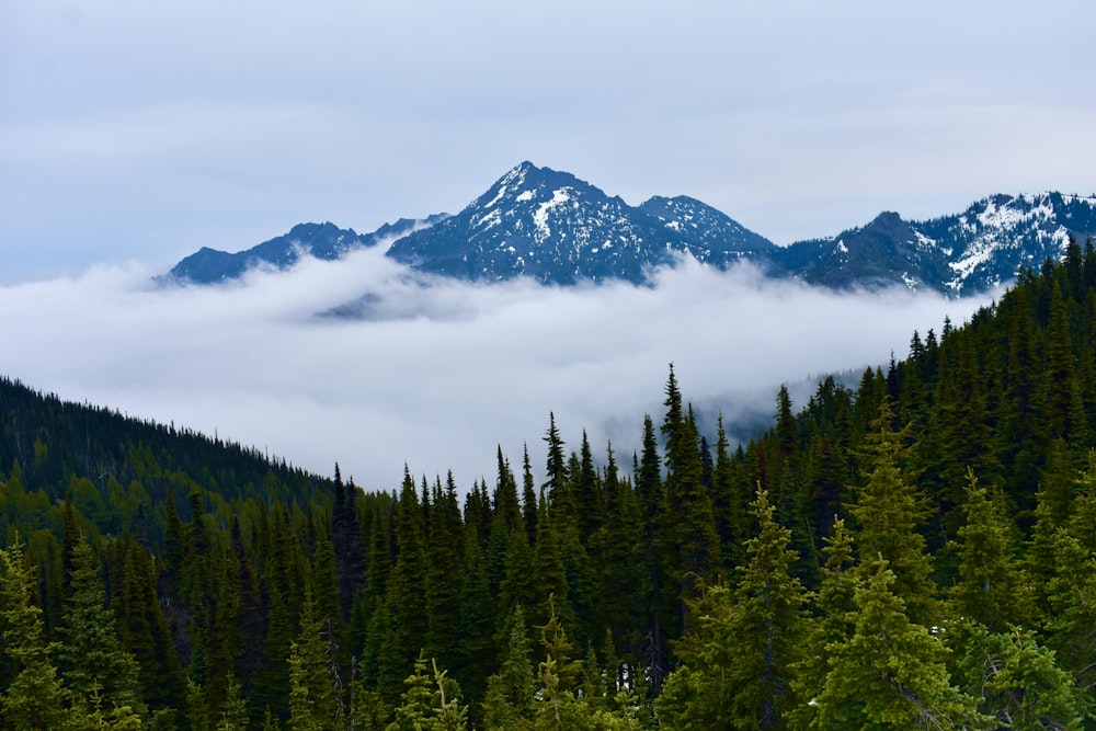 a mountain with trees and clouds below