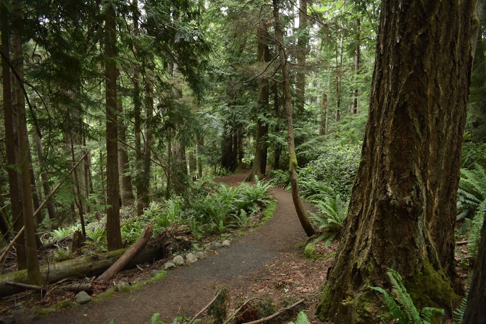 um caminho de terra através de uma floresta