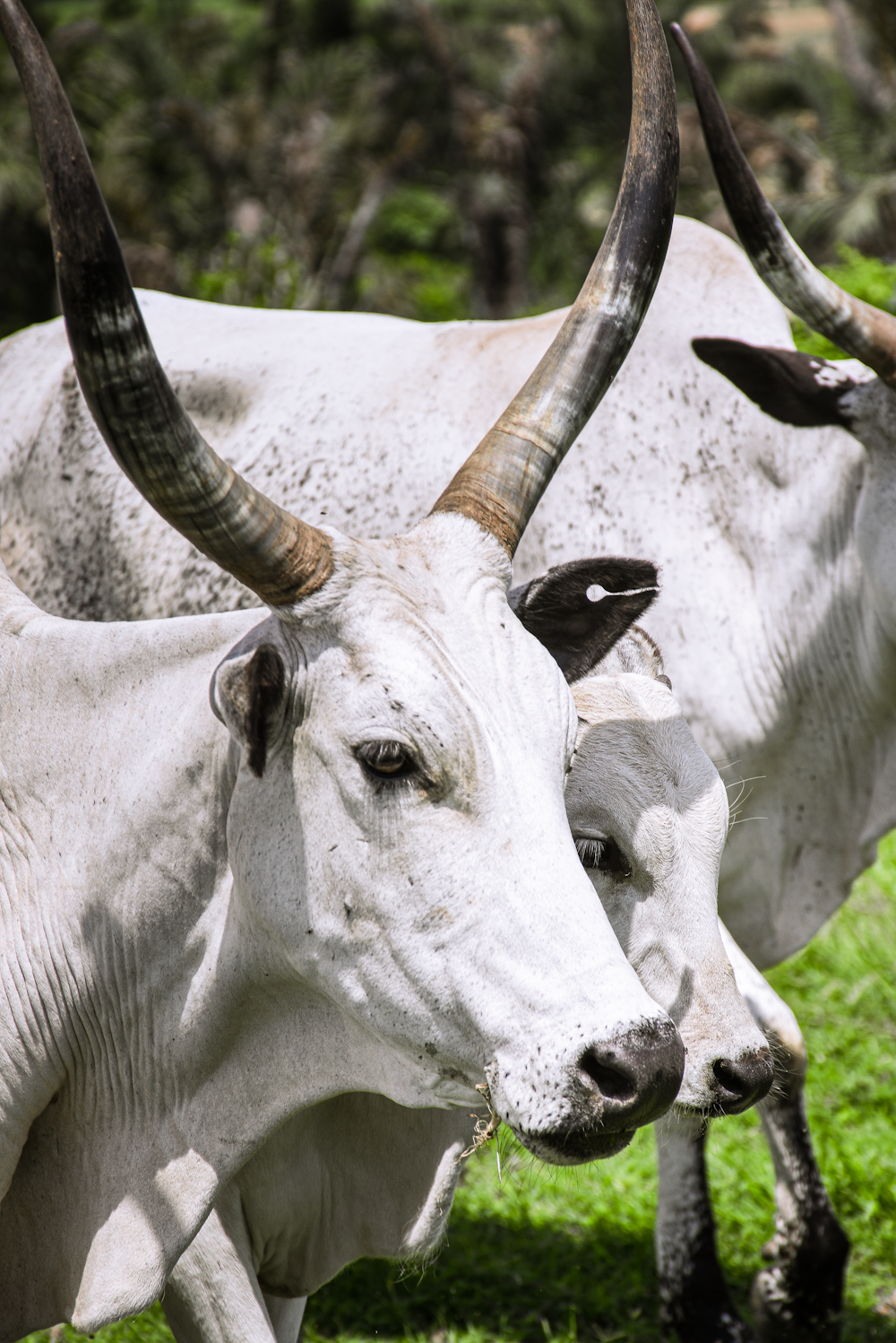 a group of white animals with large antlers