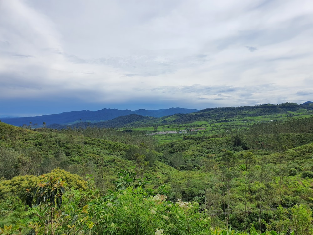 a landscape with trees and hills