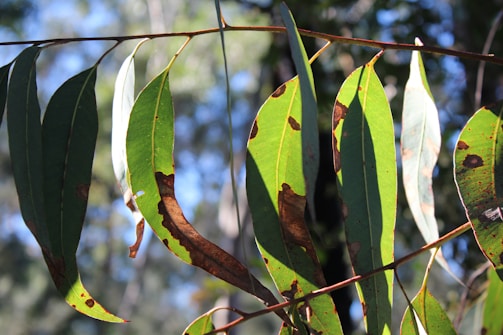 Close-up of healthy eucalyptus leaves glistening in sunlight.