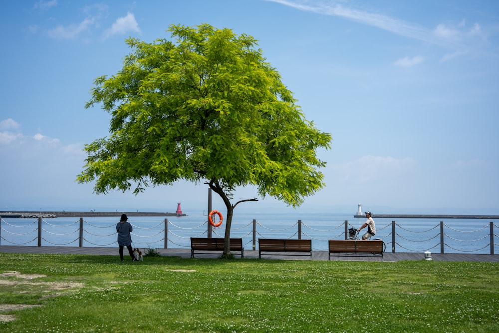 a tree next to a body of water