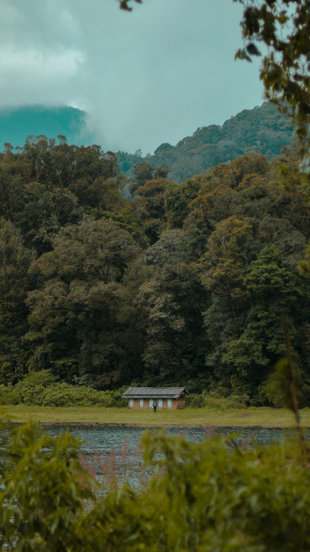 a house in the middle of a forest