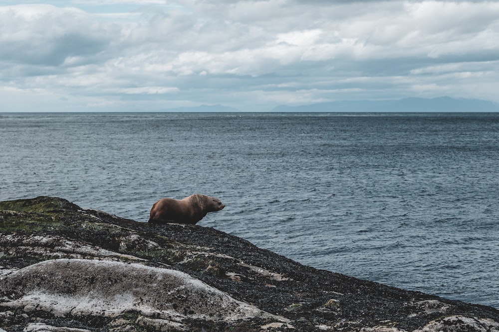 a rocky beach next to a body of water