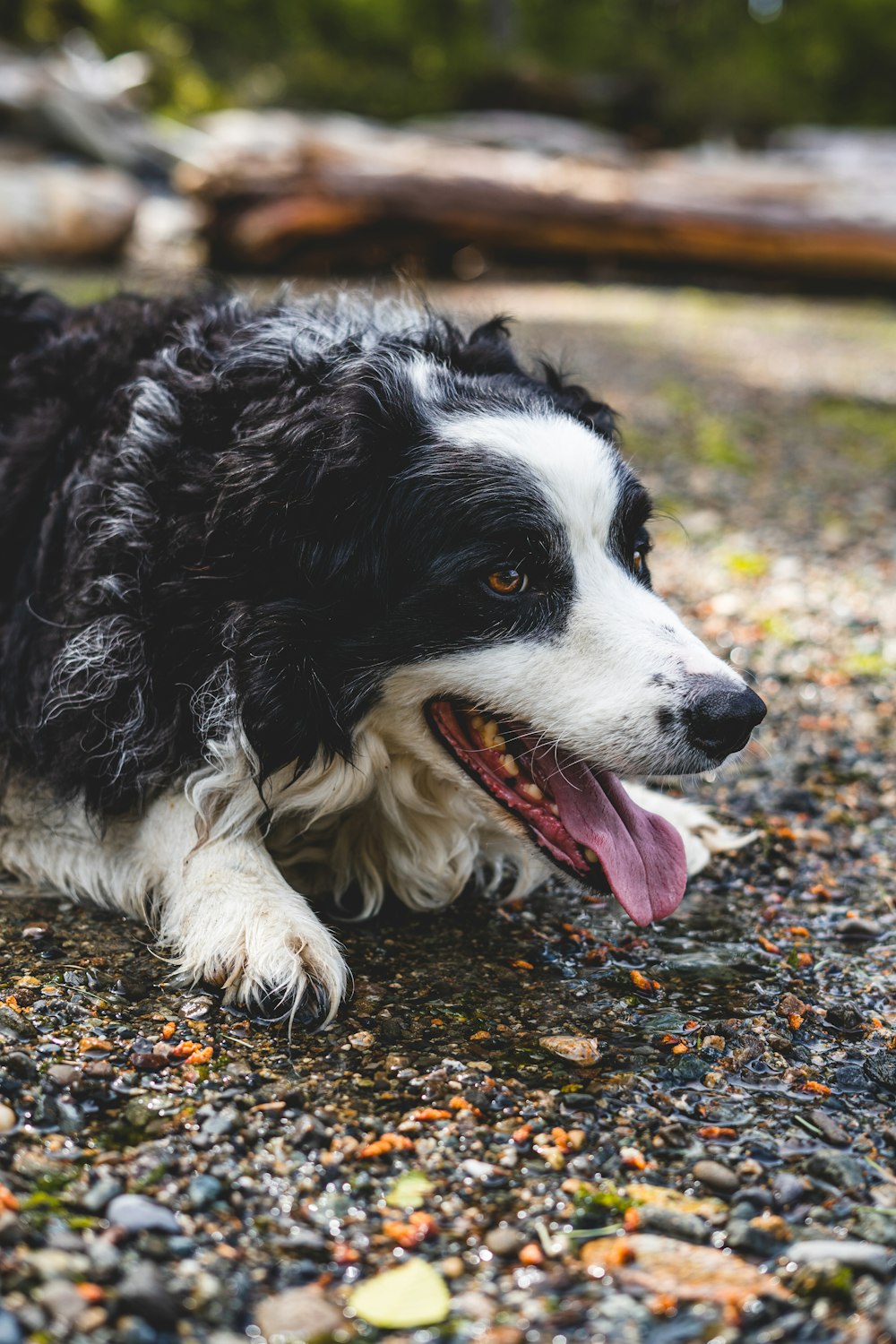 a close up of a dog with a frisbee in its mouth