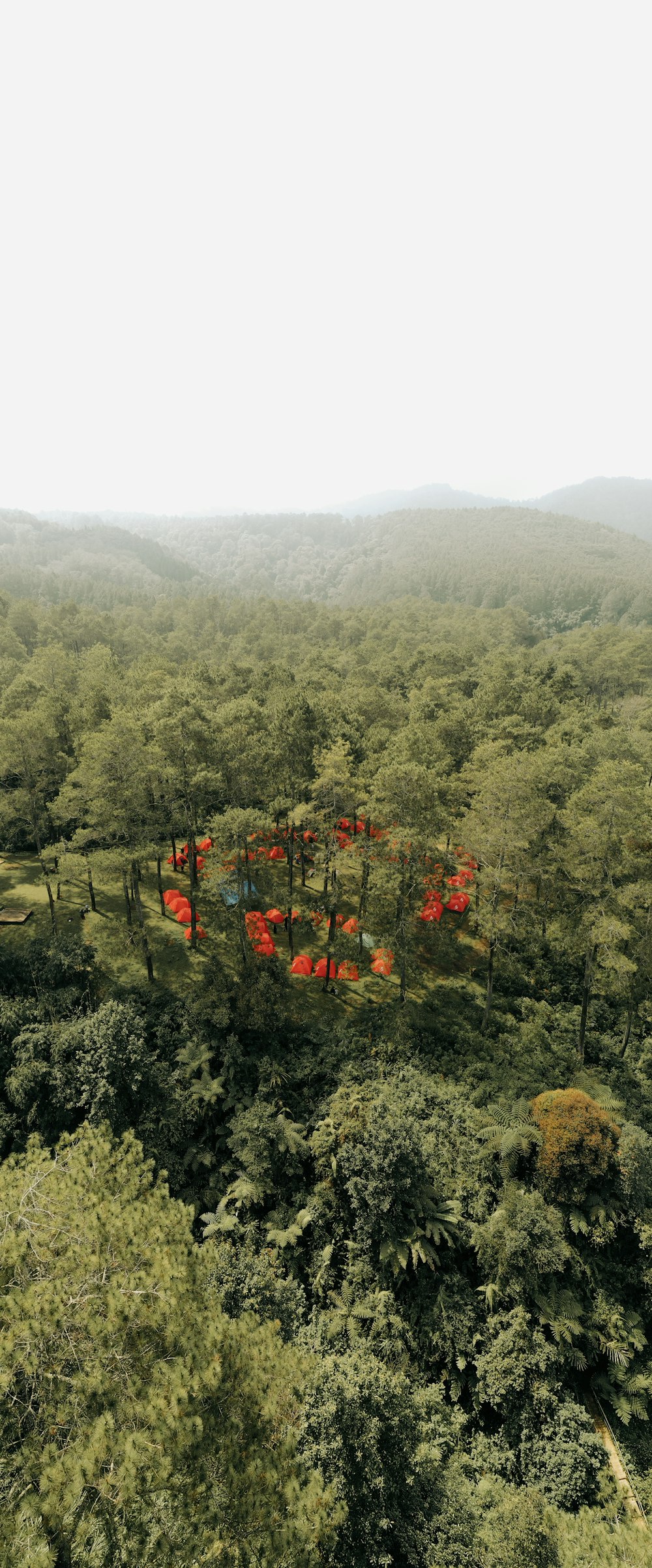 a group of trees with red flowers