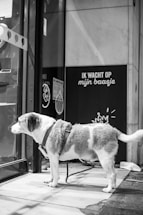 A dog with a white and brown coat stands patiently at the entrance of a store, its gaze directed through the glass door. The dog is wearing a harness and leash. Behind it, a sign with text in a foreign language is visible against the store front.