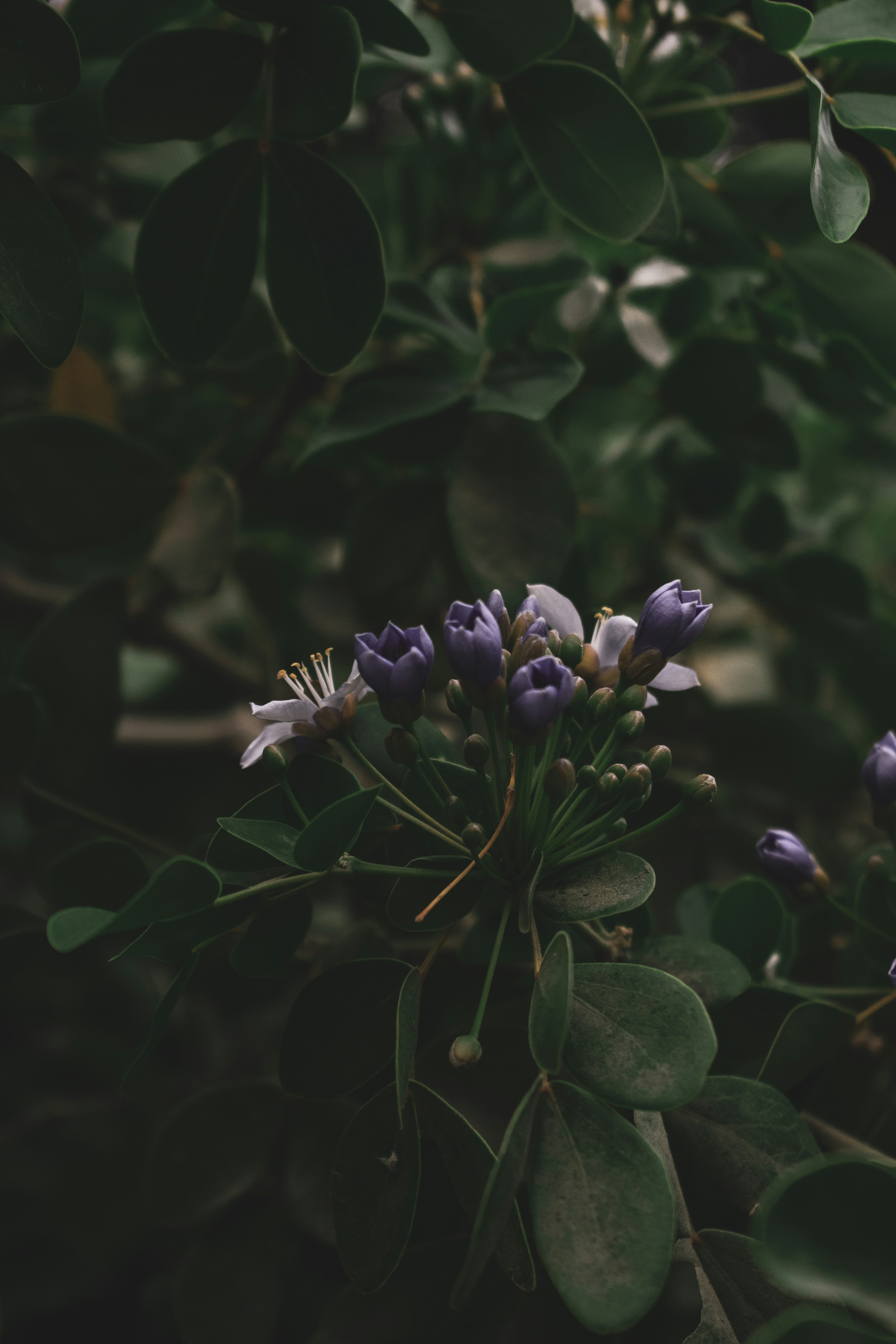 Photo by rayyanruknani