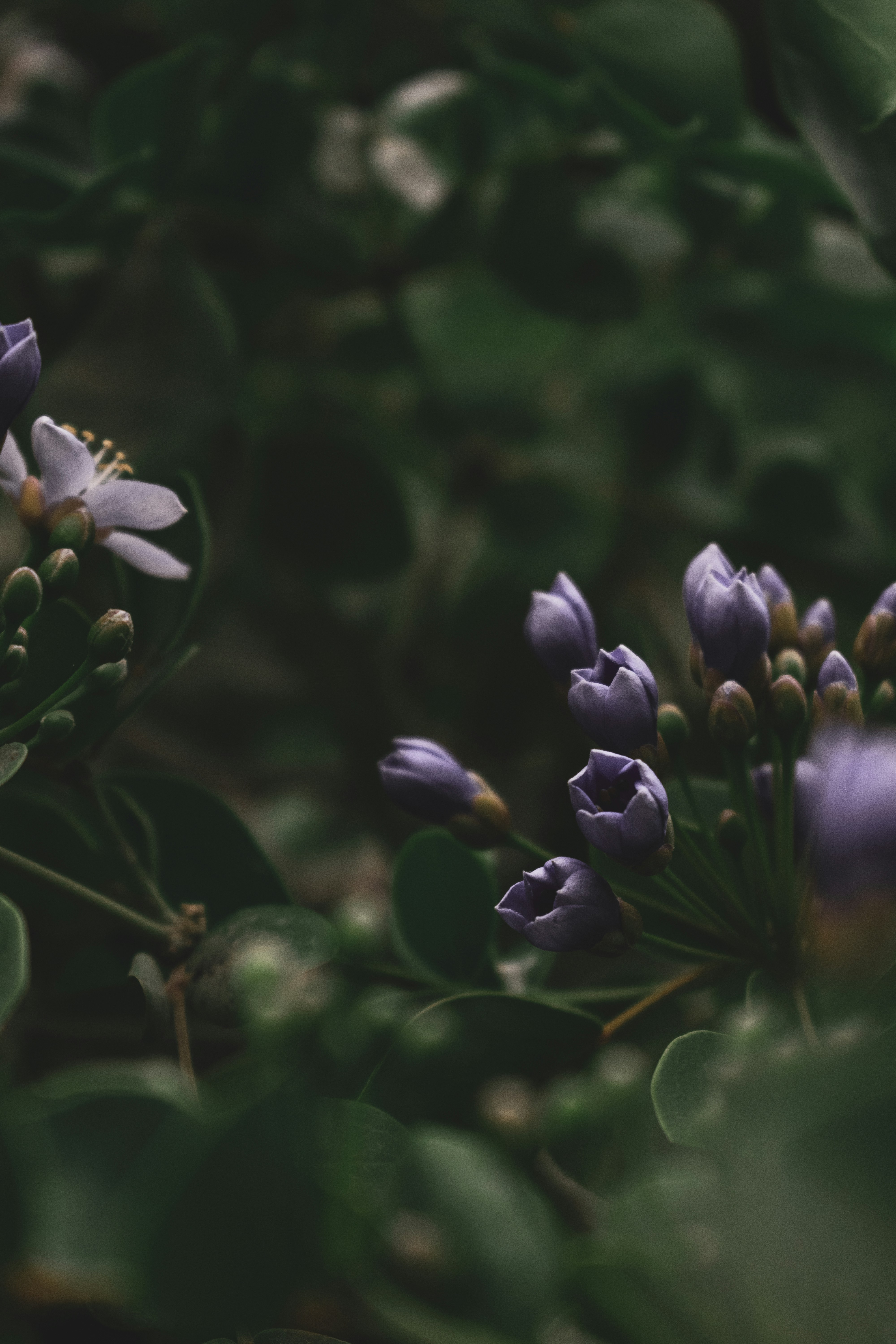 Photo by rayyanruknani