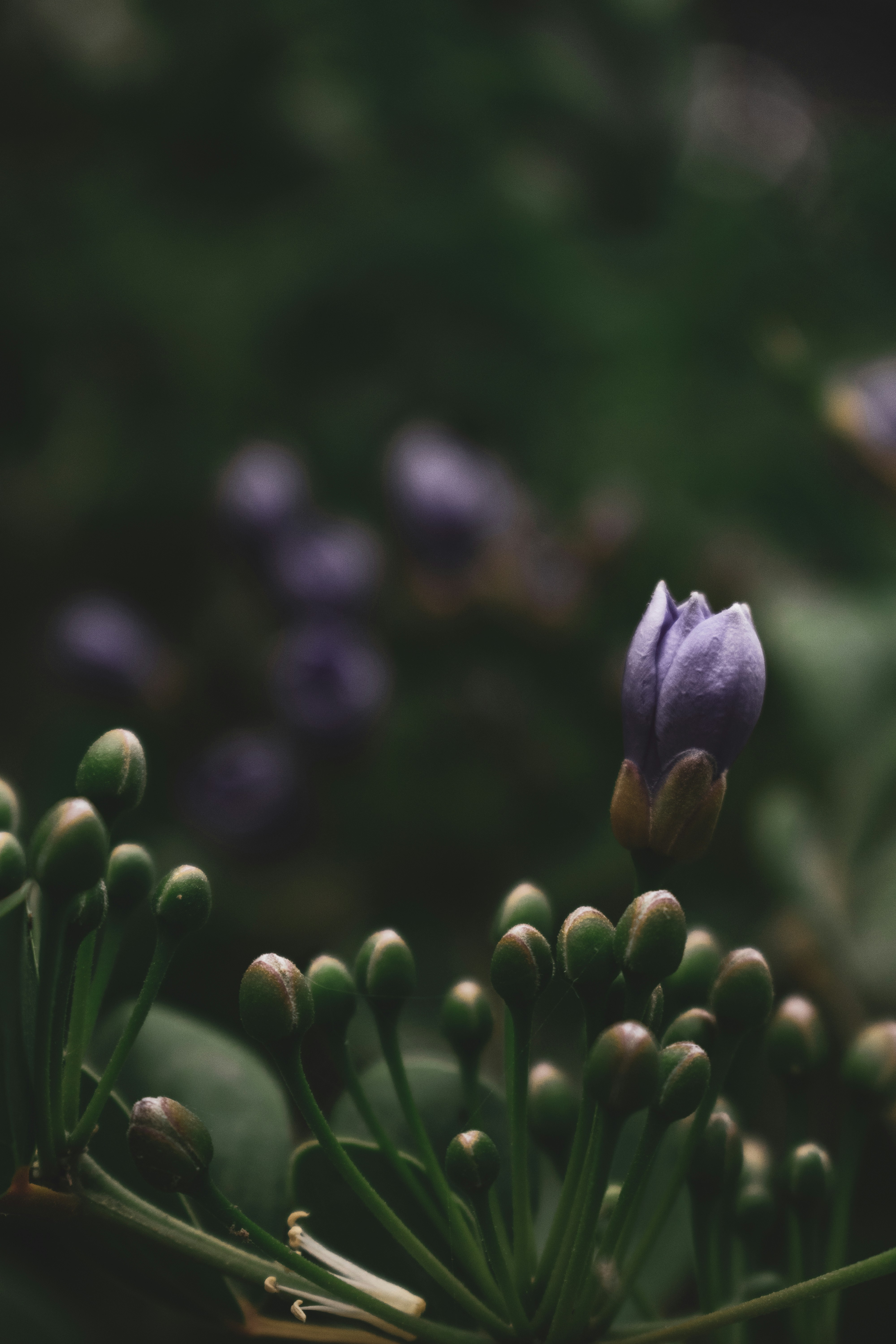 Photo by rayyanruknani