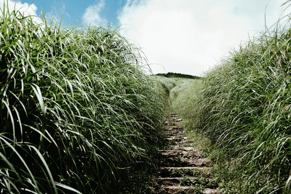 a path through a field of tall grass