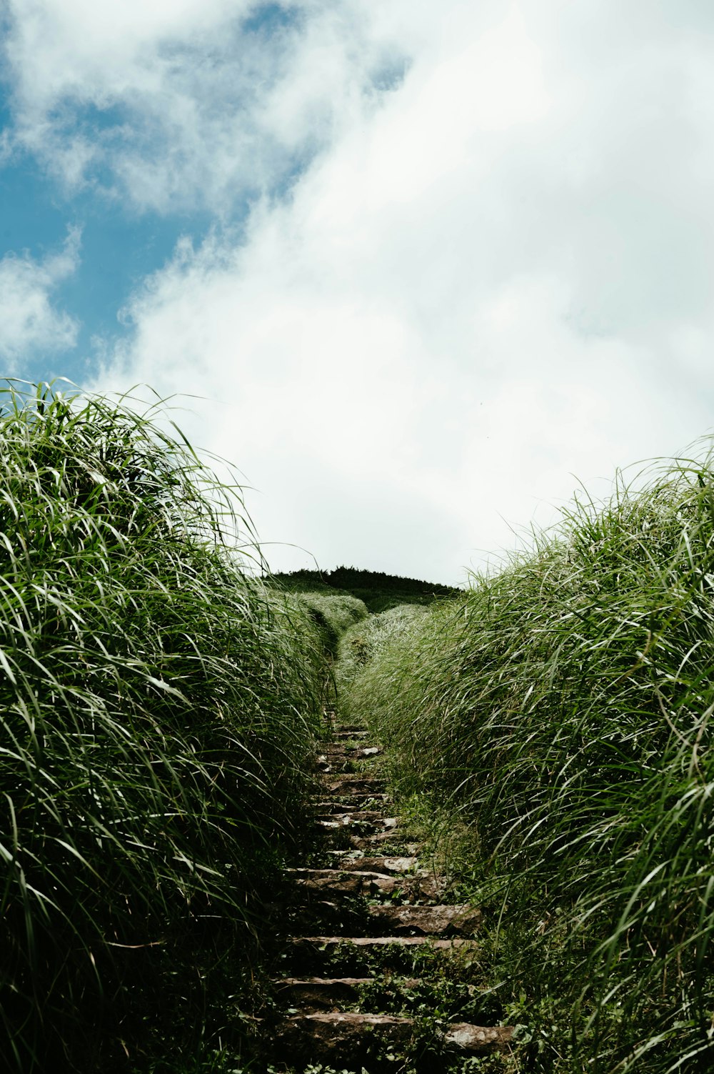 a path through a field of tall grass