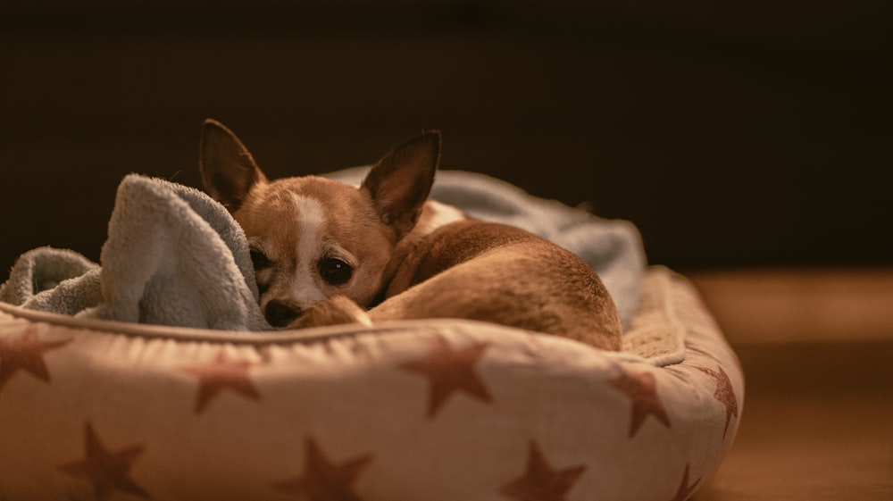 a dog lying on a blanket