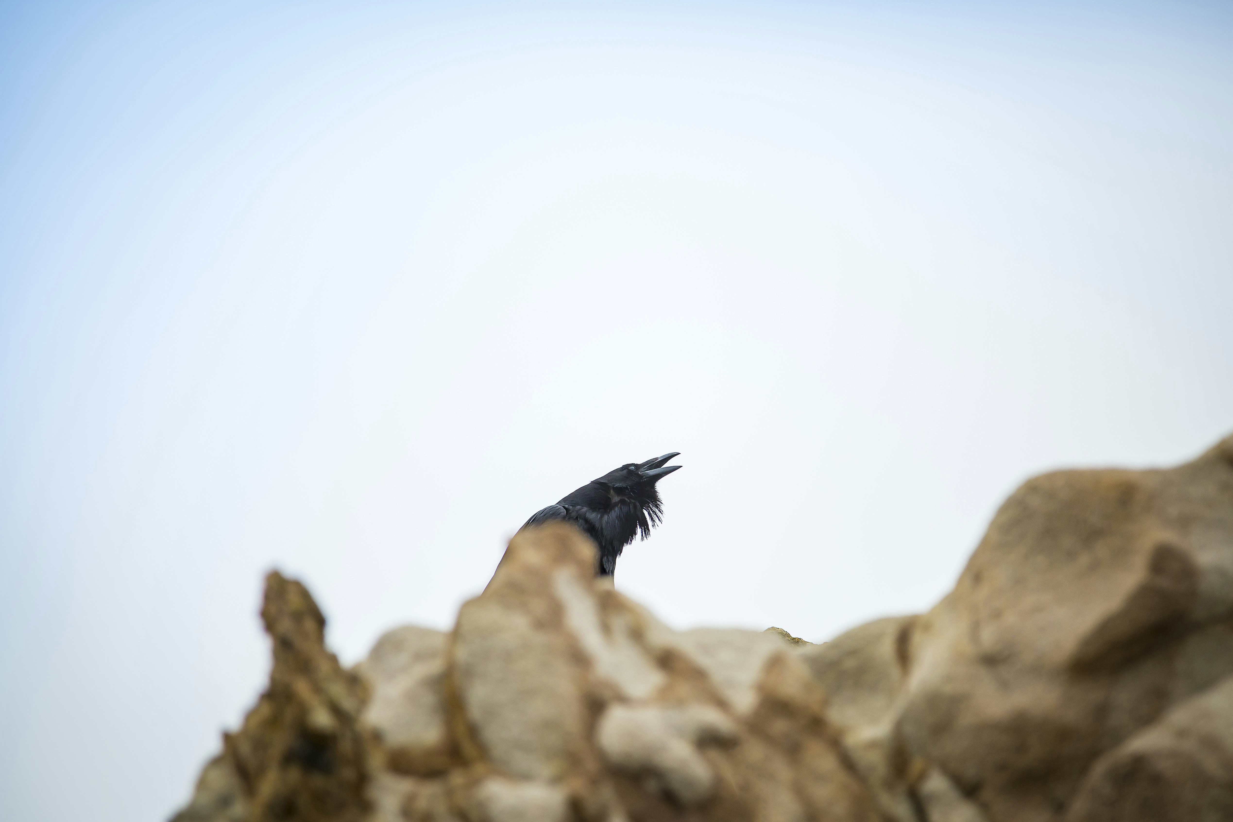 Photo by leo_visions_