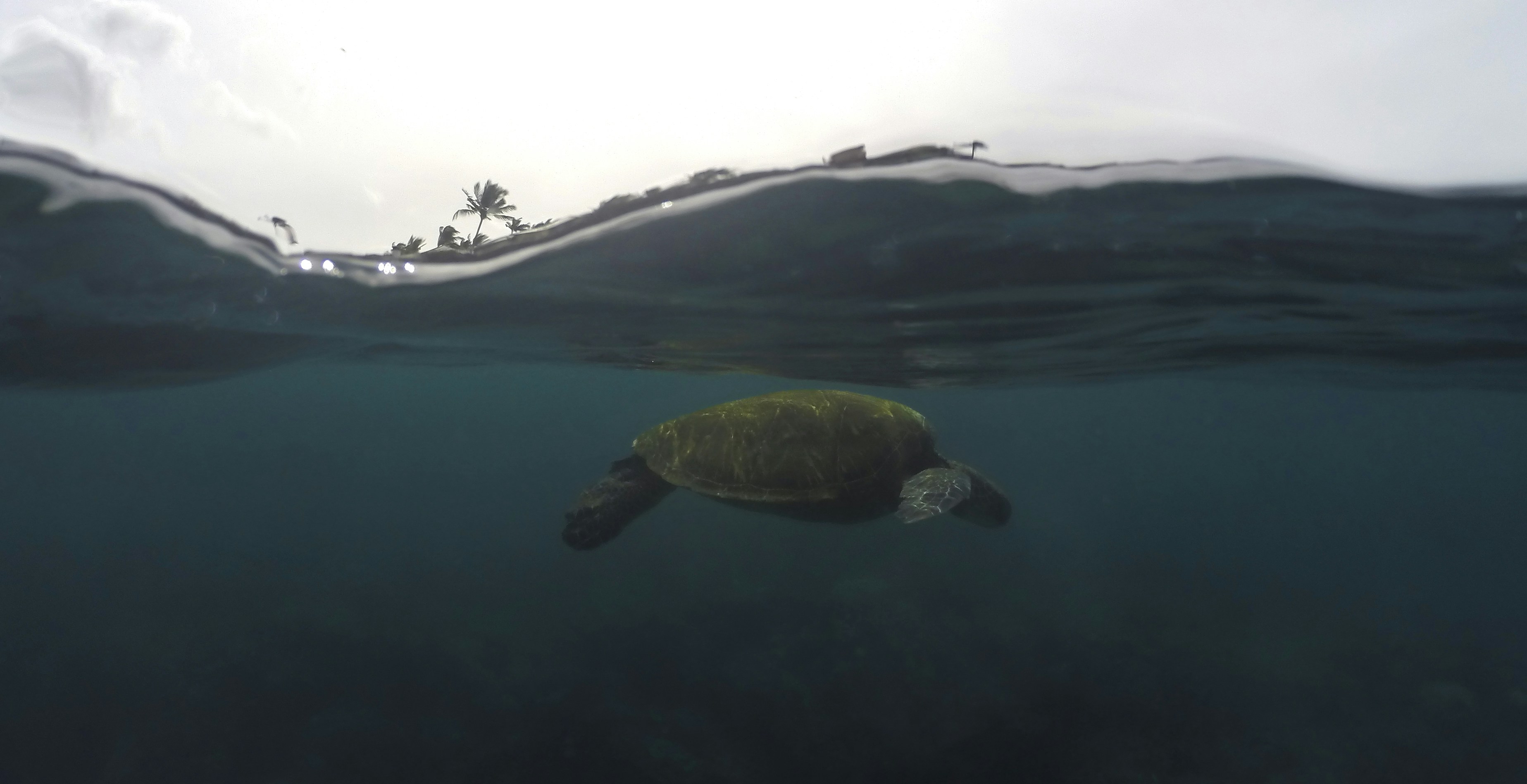 Snorkeler observing marine life in clear waters of Turtle Town