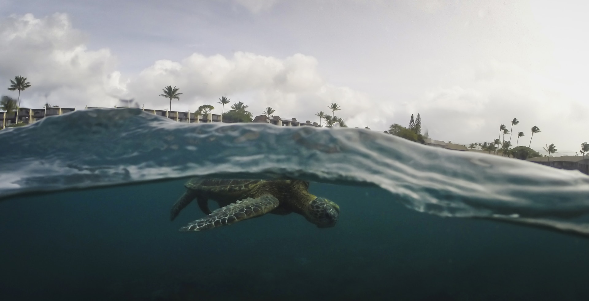a turtle swimming in the water