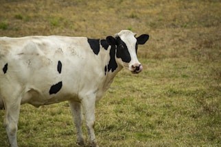 a cow standing in a field