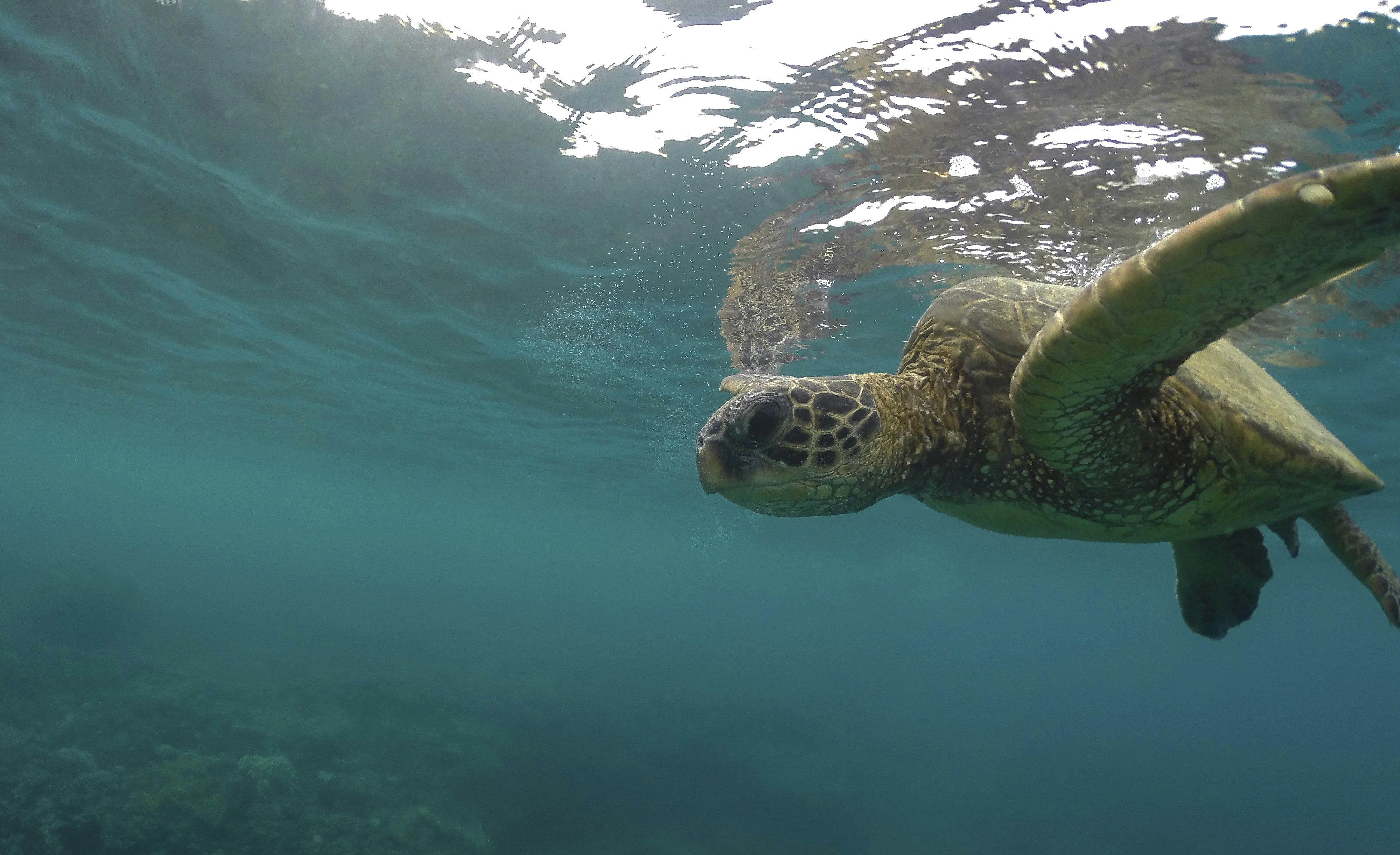 The Unexpected Marine Hunter: Sea Turtles (image credits: unsplash)