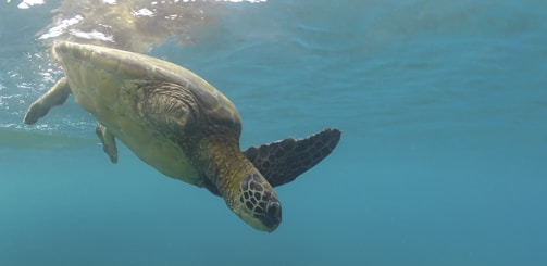 A close-up of a sea turtle gliding gracefully through crystal-clear water.