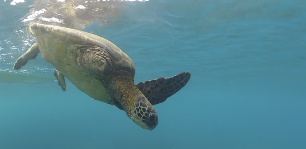 A majestic sea turtle gliding gracefully through clear blue ocean water.