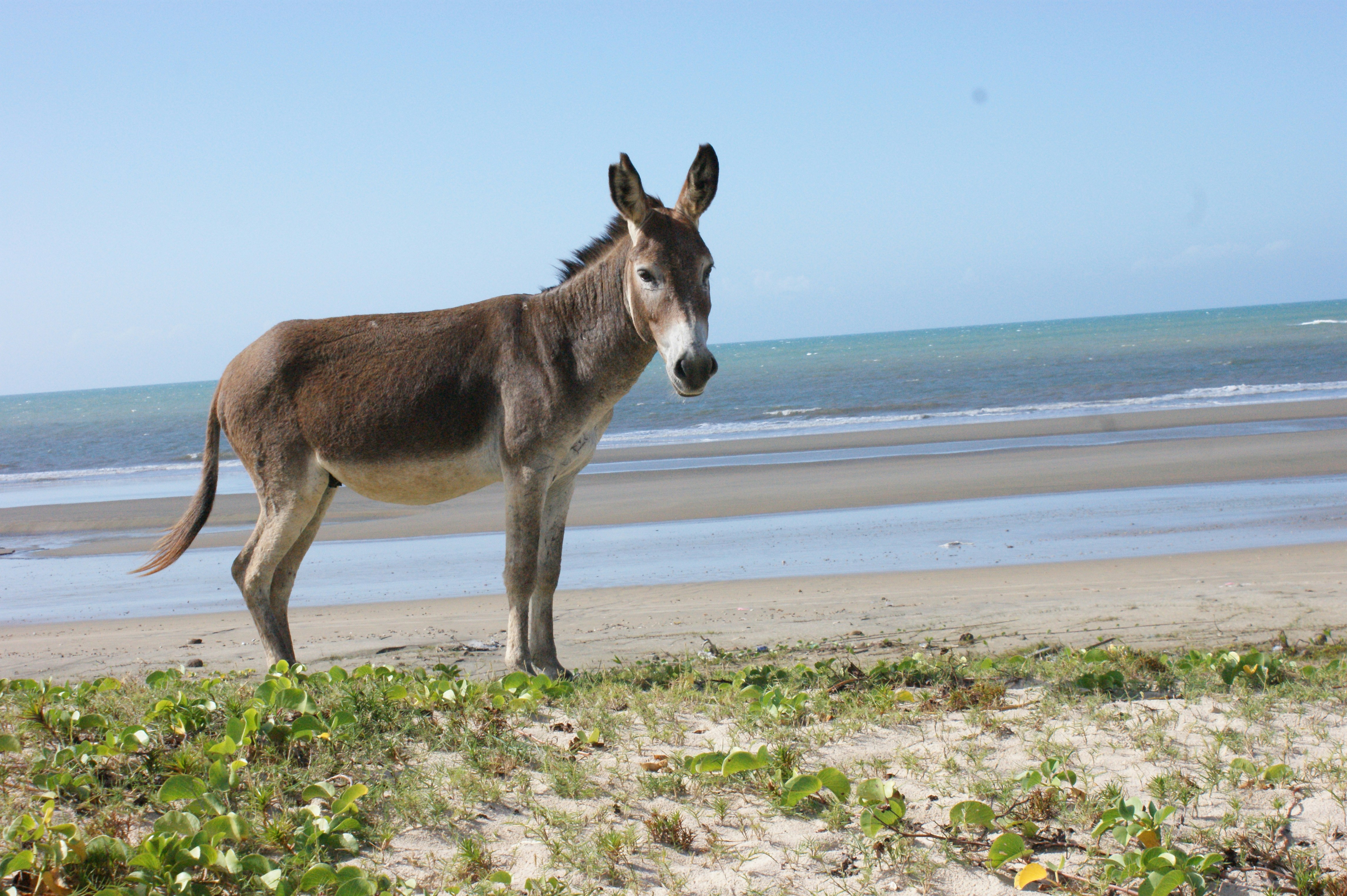 Brain decline causes, nanobots, donkey day
