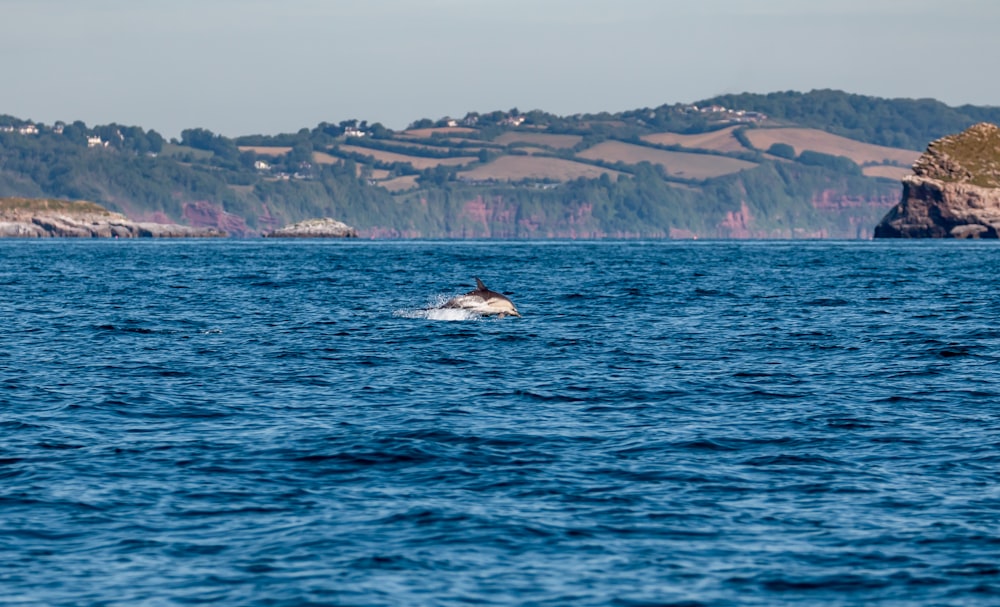 a whale in the water