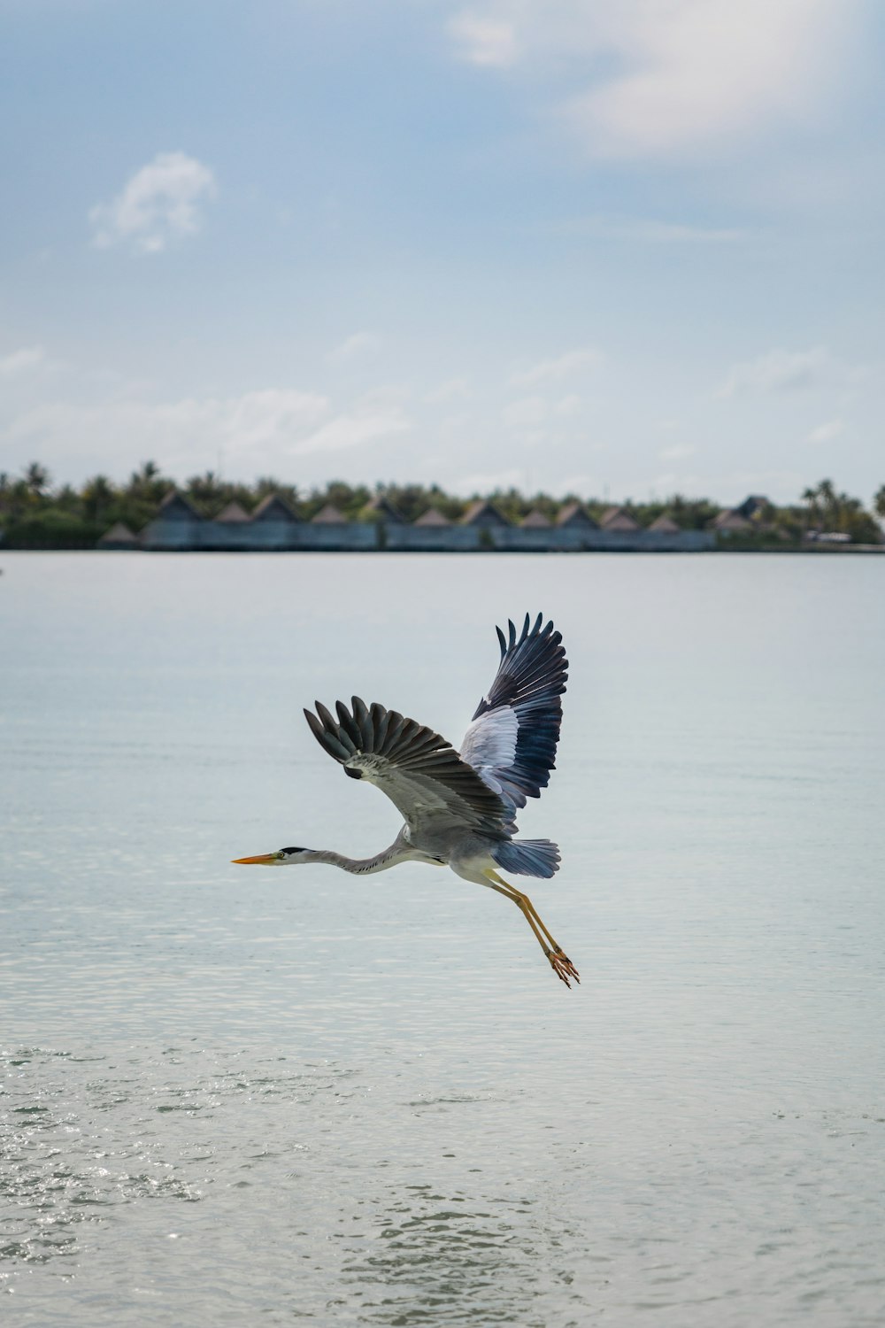 a bird flying over water