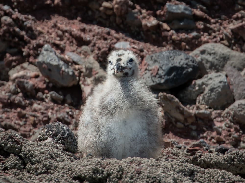 a small animal sitting on rocks