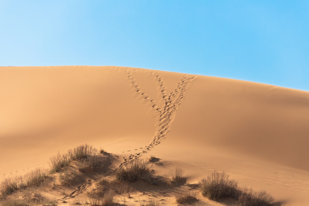 a sand dune in the desert