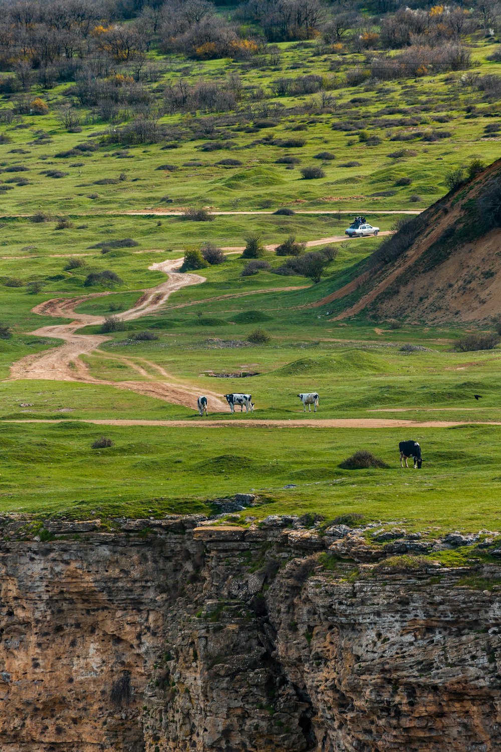 a group of animals stand in a grassy field