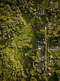 a tree with many small houses