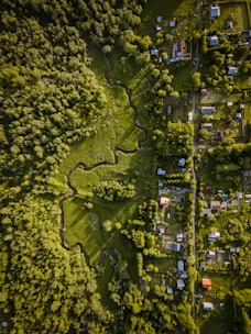 a tree with many small houses