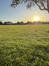 a field of grass with buildings in the background