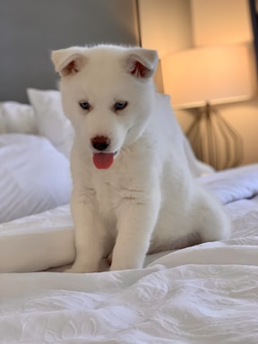 A gentle Maltese puppy looking up with curious eyes in a cozy home setting.