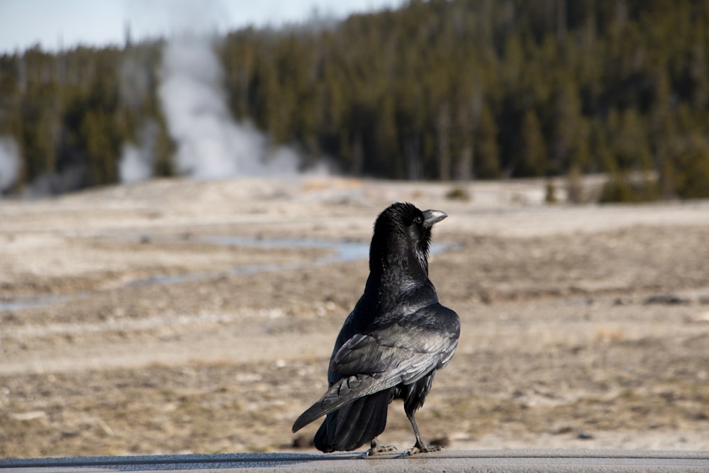 a bird standing on a rail