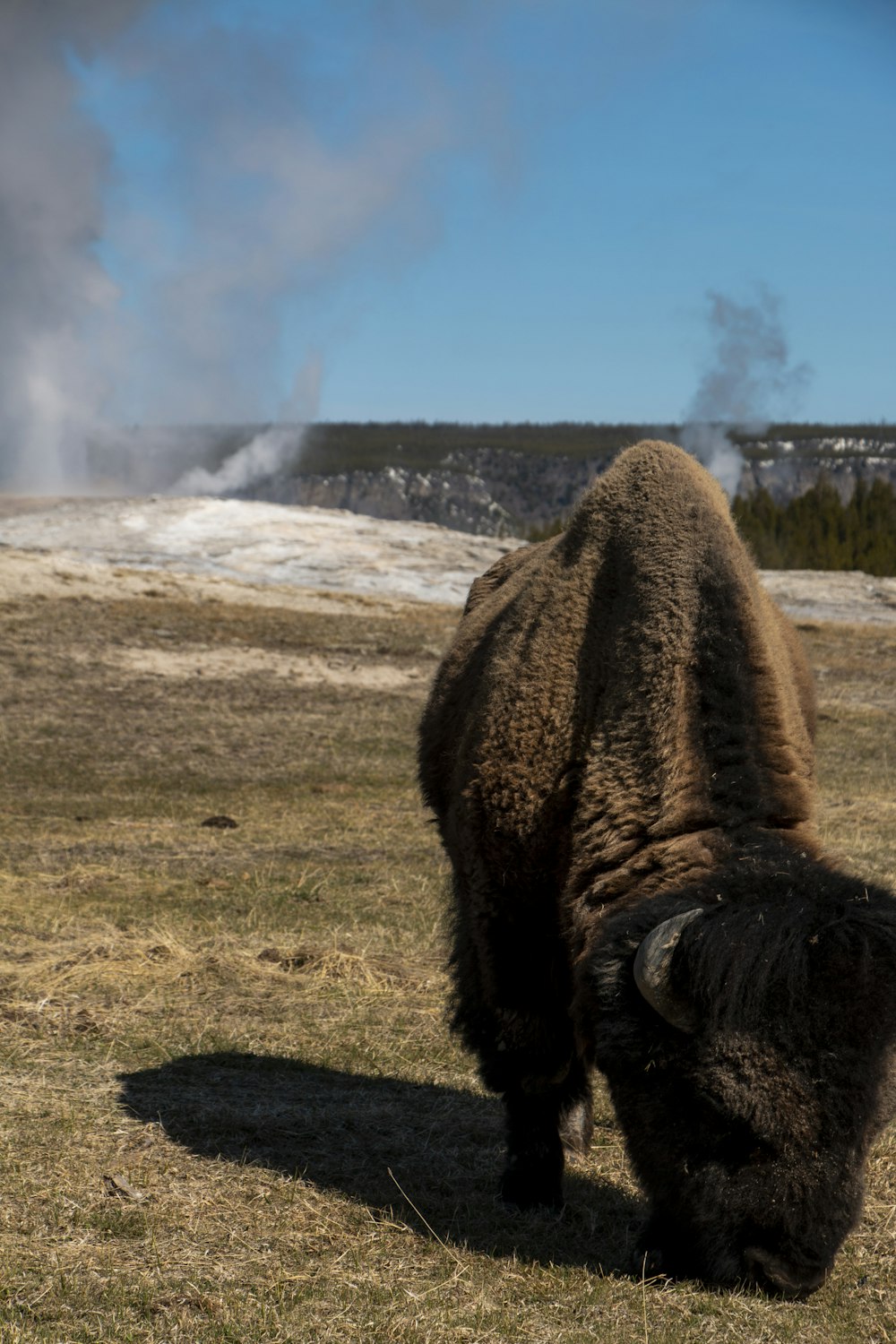 a buffalo standing on grass