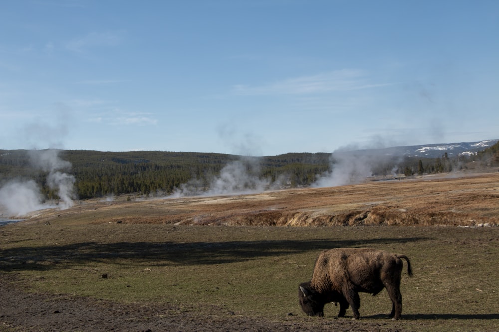 a rhinoceros in a field