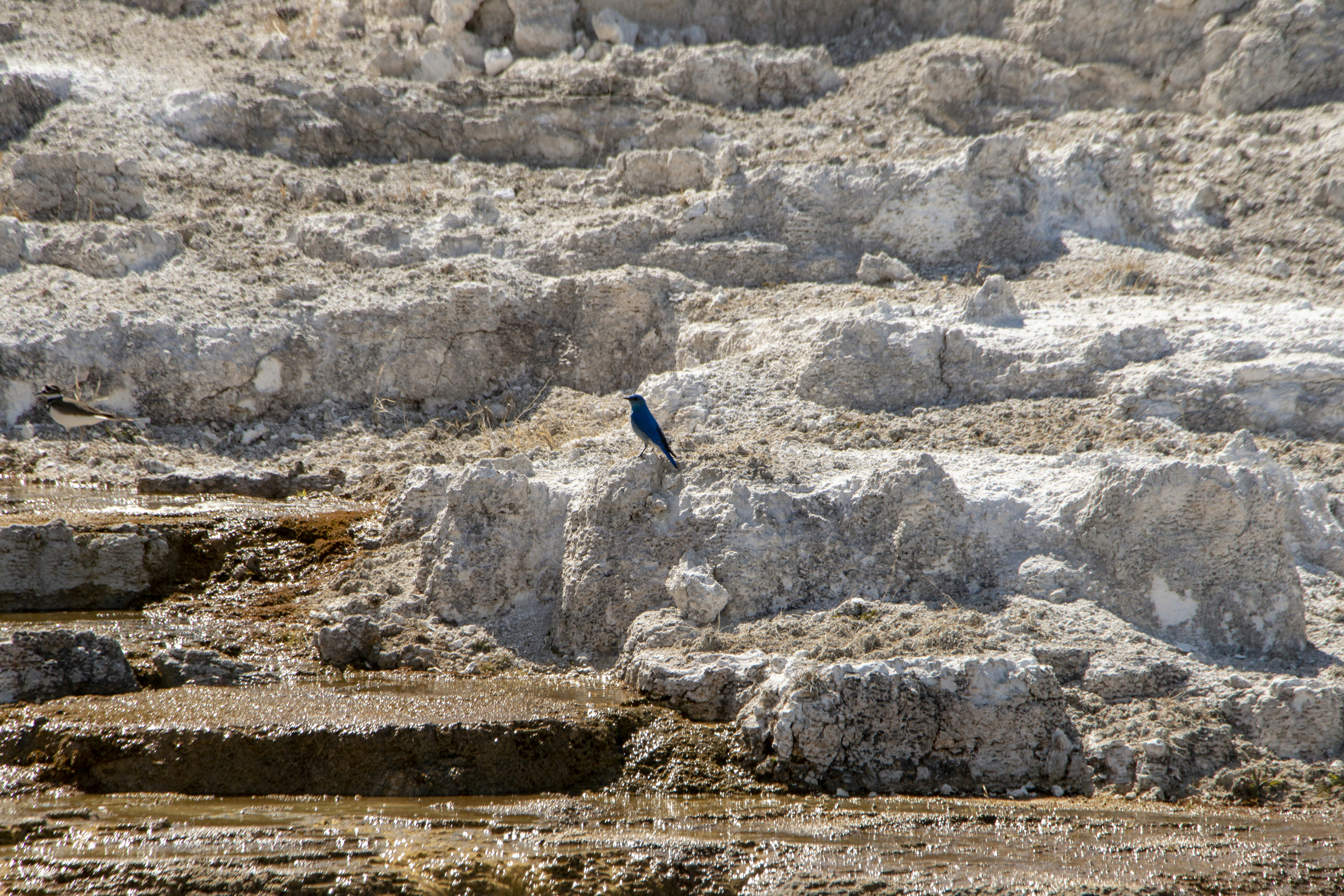 a bird on a rock