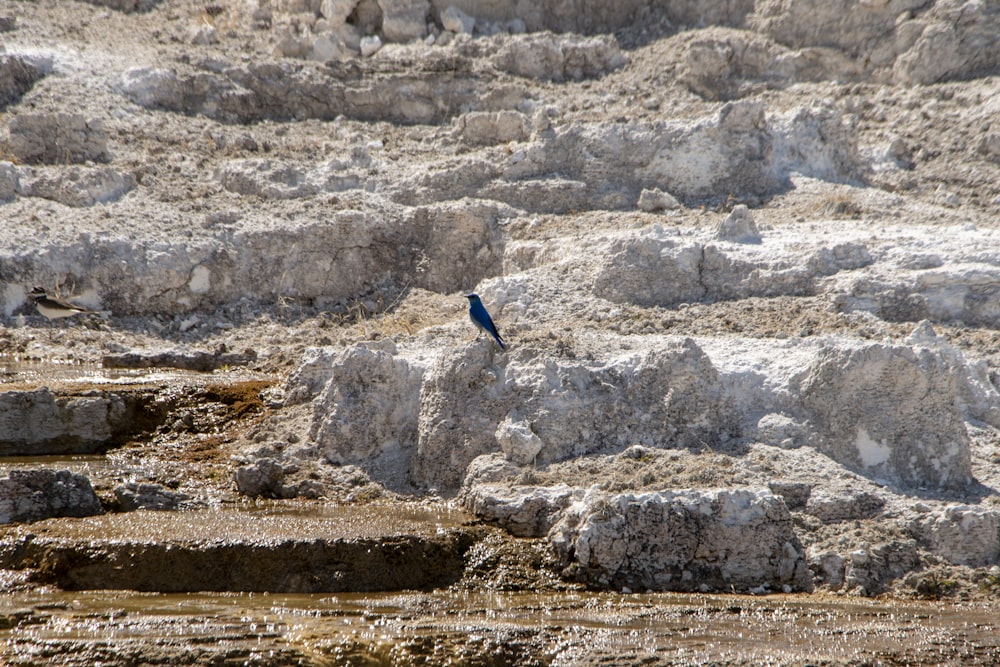 a bird on a rock