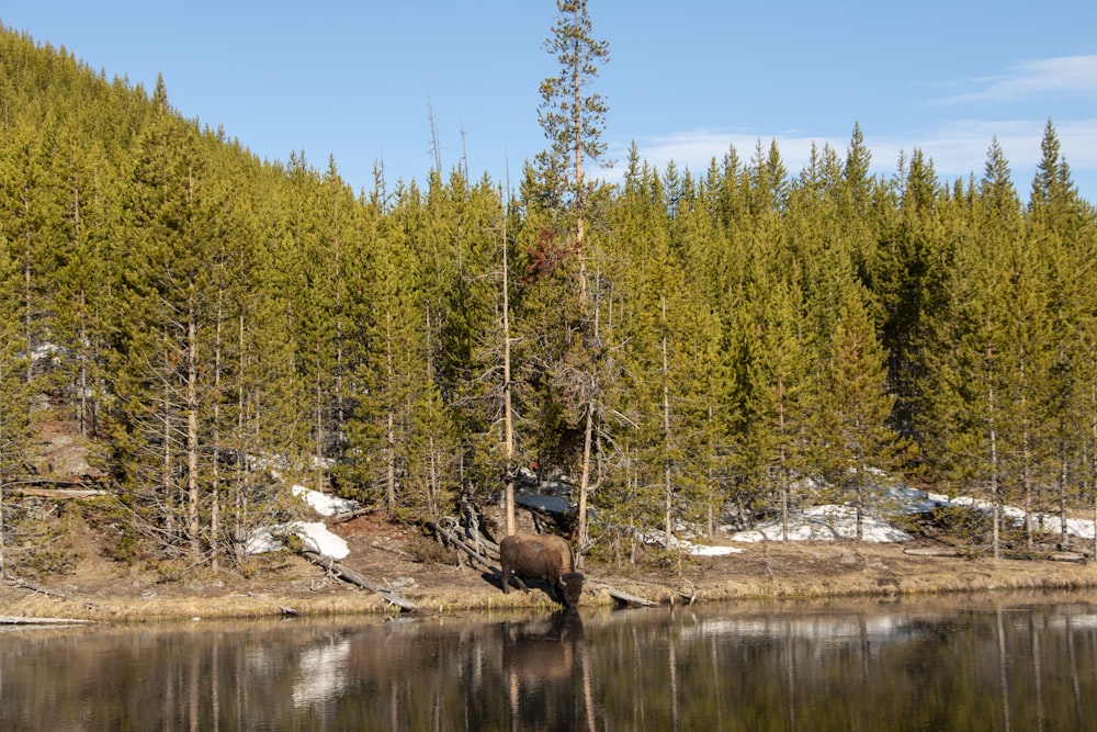 Un oso camina por un lago