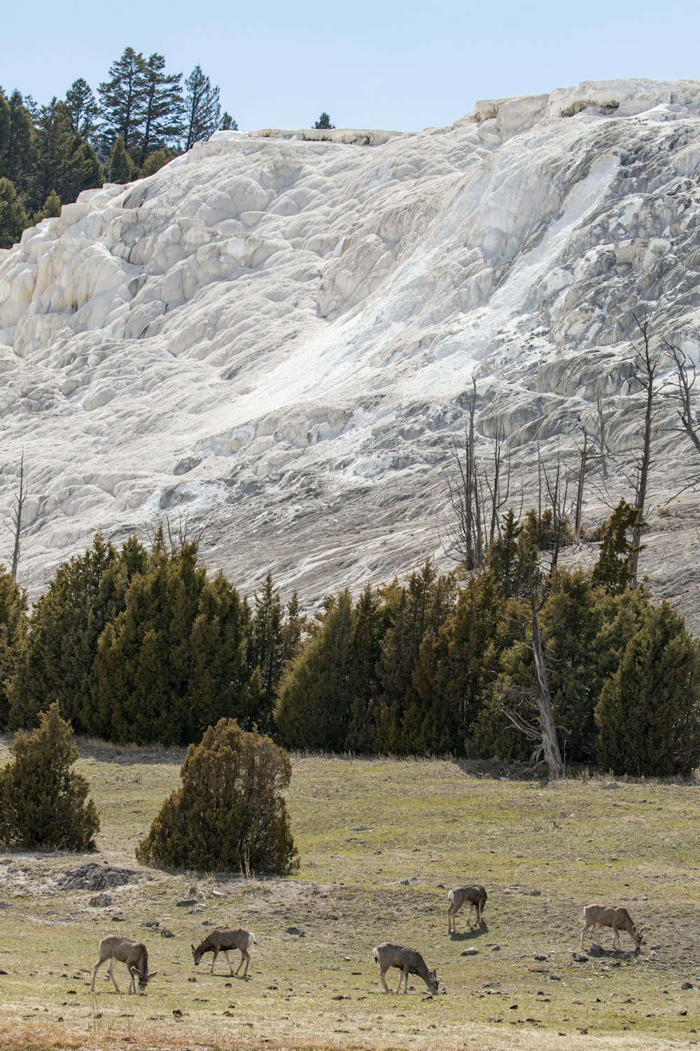 a group of animals grazing in front of a mountain