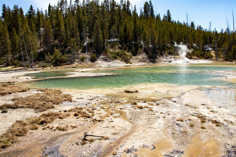 a small lake surrounded by trees