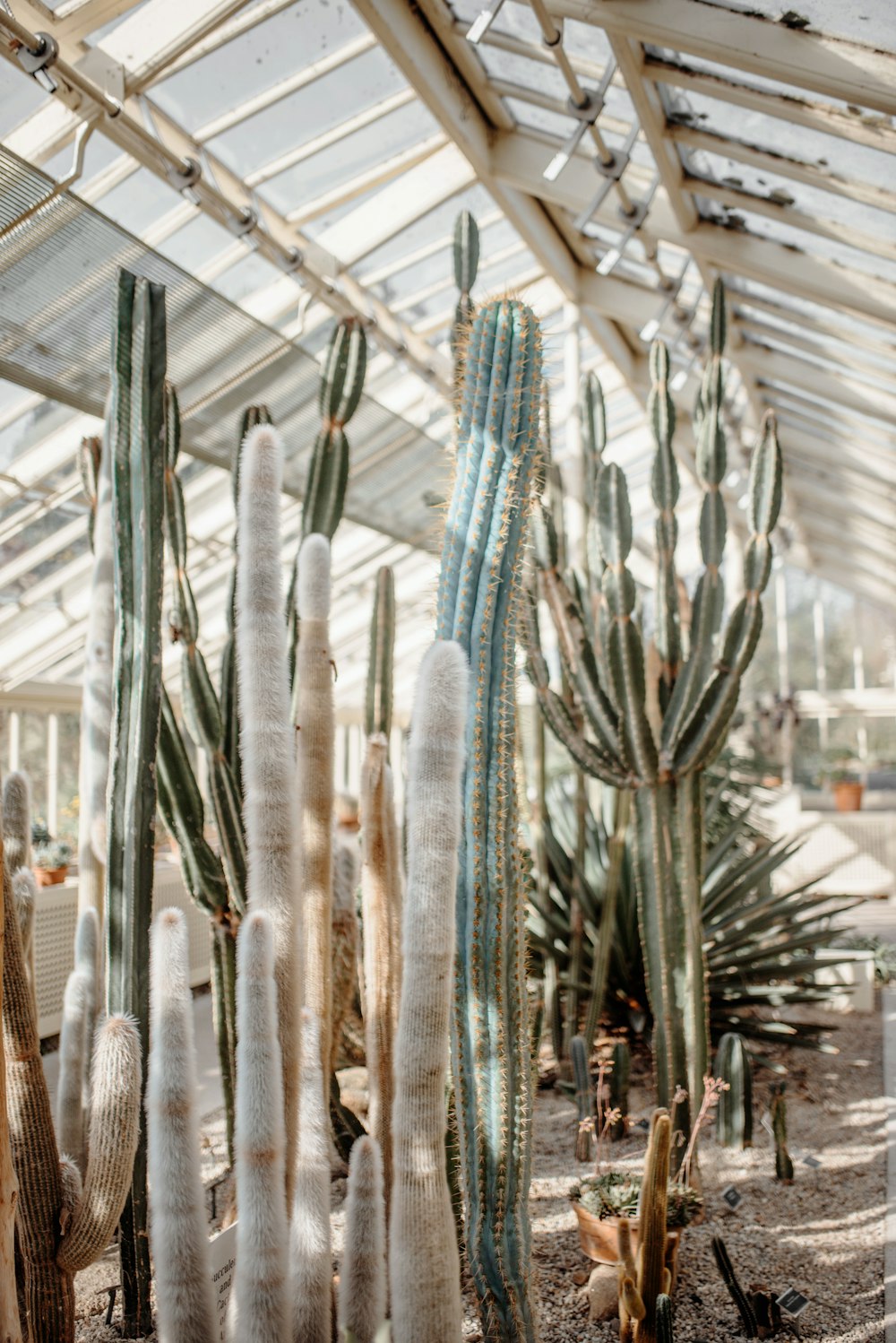 long shot of several bamboo