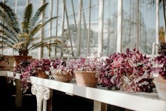 A colorful assortment of exotic and playful plants arranged on a wooden table with natural sunlight.