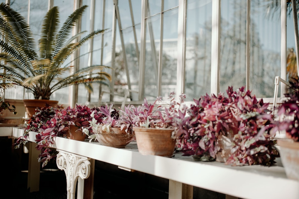 a group of potted plants on a table