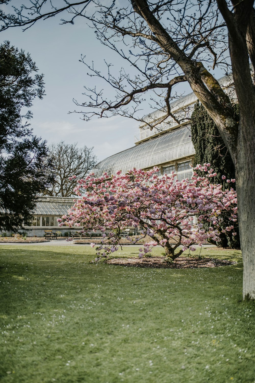 a tree with pink flowers