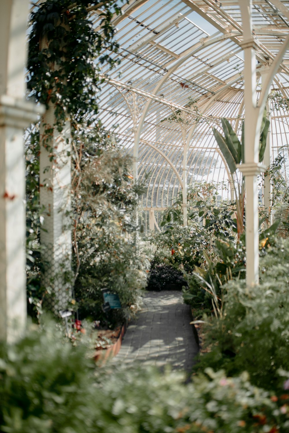 a greenhouse with plants and flowers